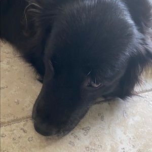 Meet your Posher, Jodie